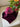 600511 Velvet Bustier Top — originals/p1.jpg